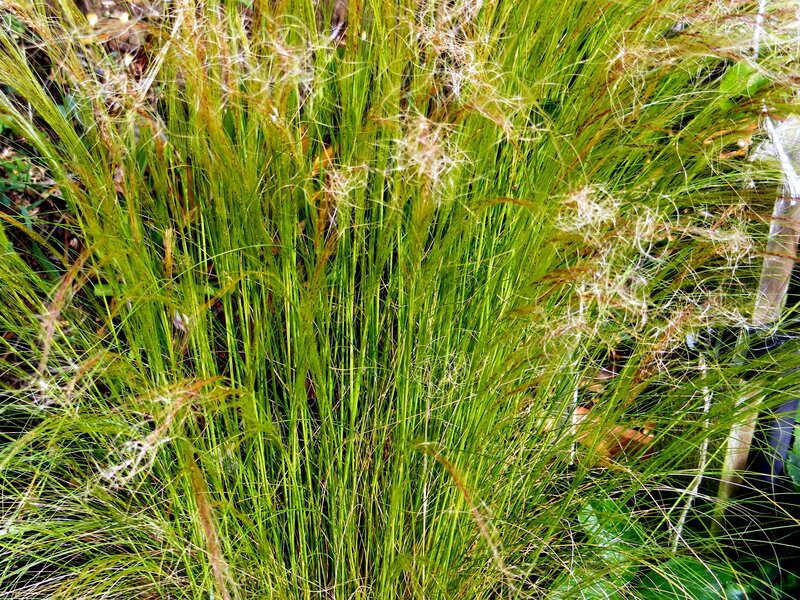 tall grass with feathery seed heads