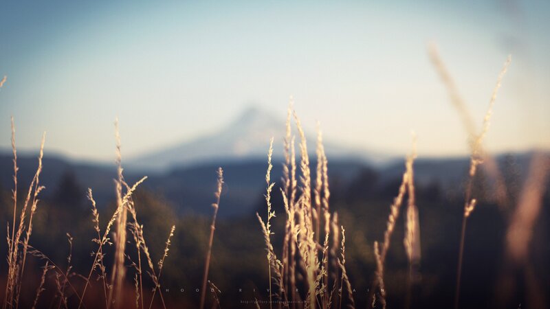 Tall Grass with Mountain
