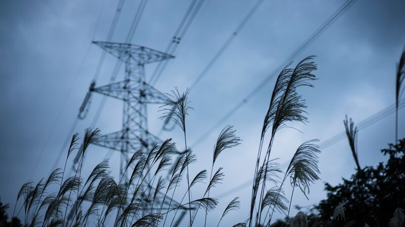 Tall Grass with Power Lines
