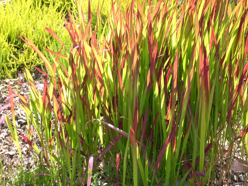 Tall Grass with Red and Green Blades