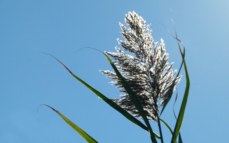 Tall Grass with Seed Head