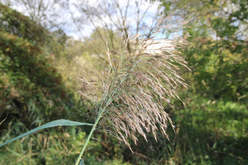 Tall Grass with Seed Heads — Green, Serene, Autumn