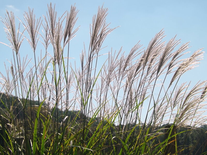 Tall Grass with Seed Heads — Green, Serene