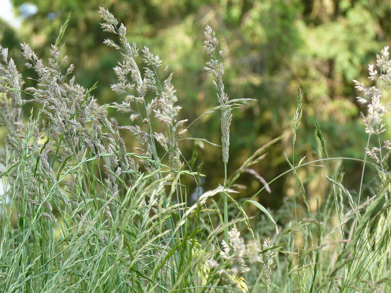 Tall Grass with Seed Heads — Green