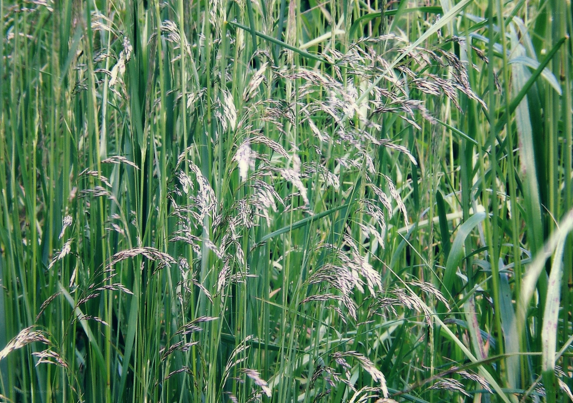 tall grass with seed heads