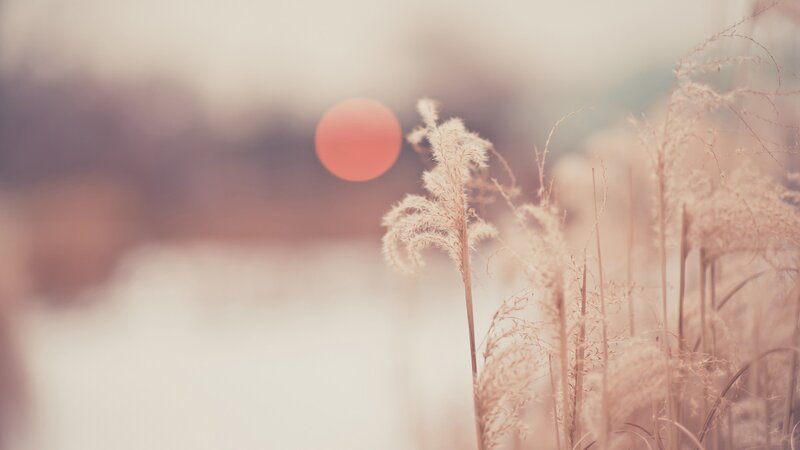 Tall Grass with Sun
