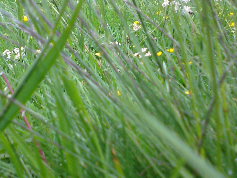 Tall Grass with Wildflowers