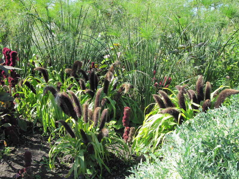 Tall Grasses in Garden
