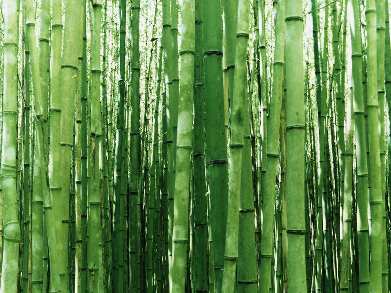 Tall Green Bamboo Stalks — Serene, Morning, Photograph, Forest, Sunlight, White