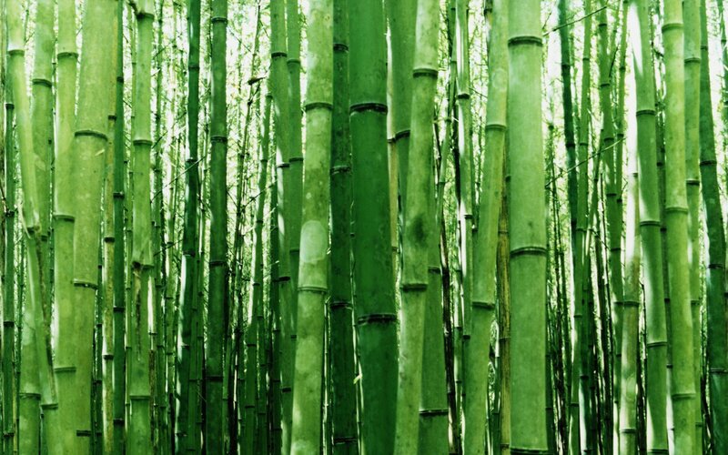 Tall Green Bamboo Stalks — Serene, Morning, Photograph