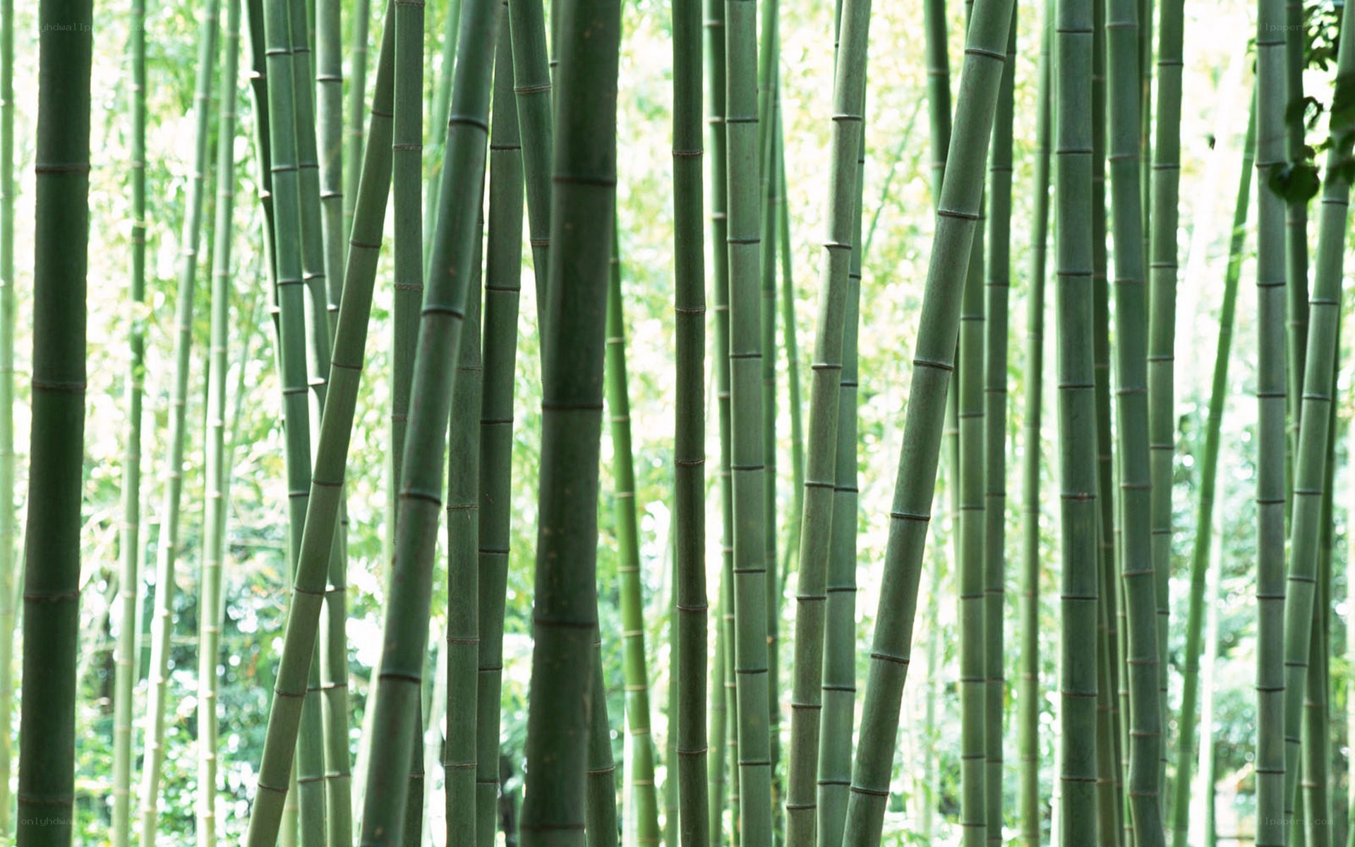 tall green bamboo stalks