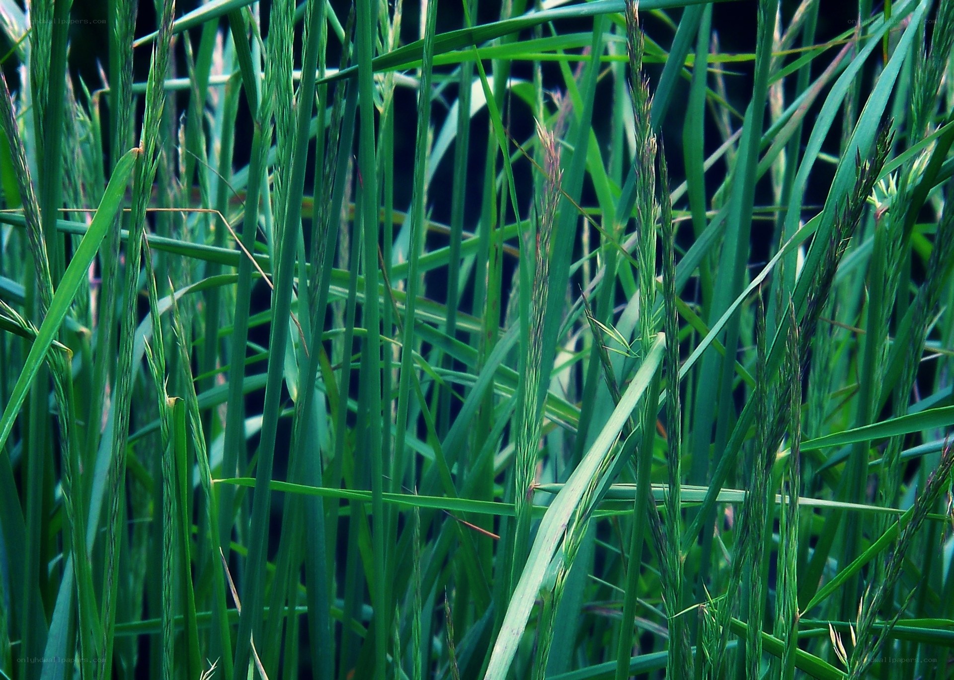 tall green grass blades