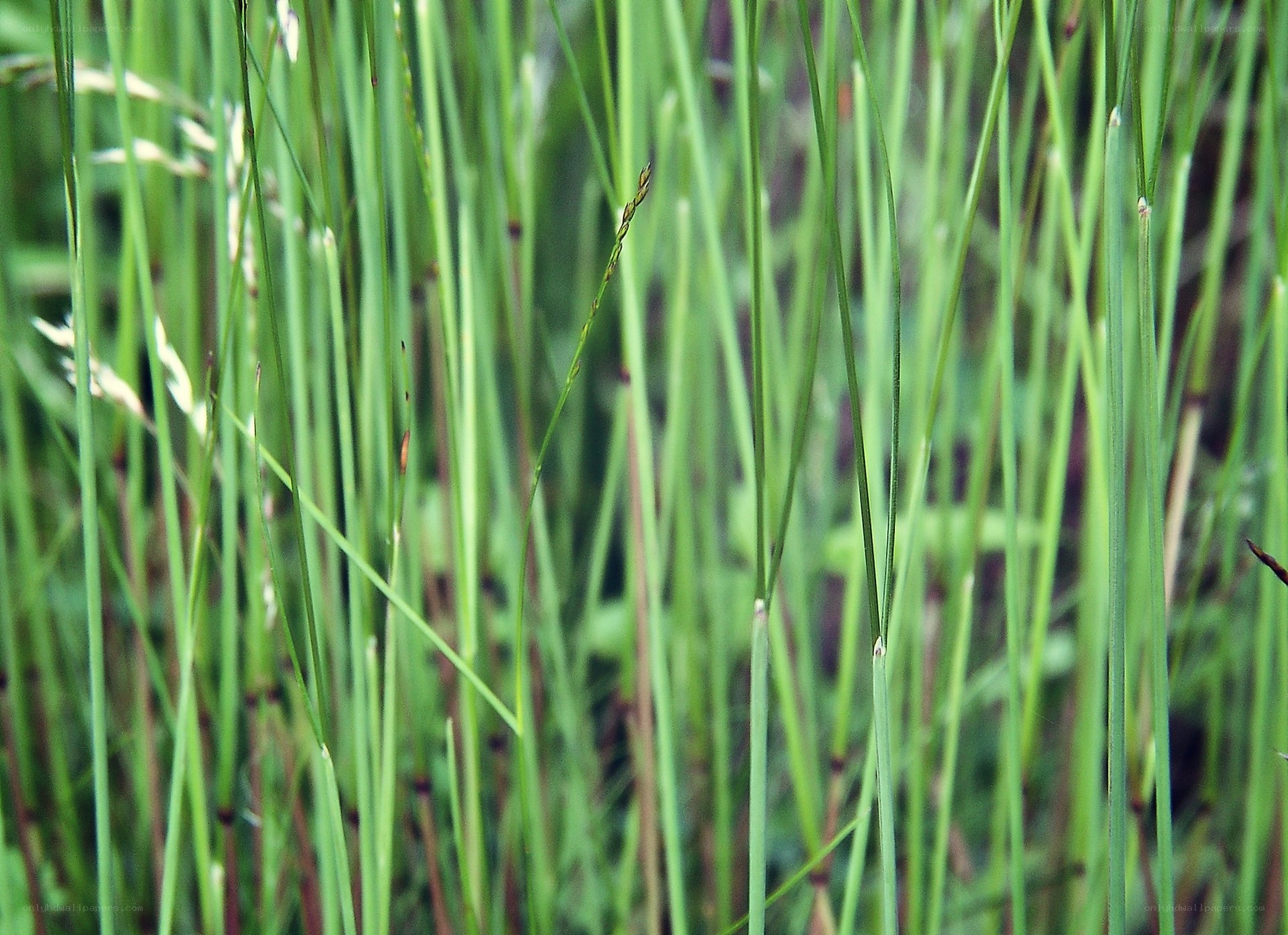 tall green grass blades