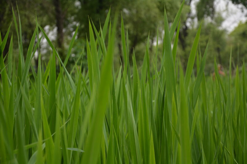 Tall Green Grass — Calm