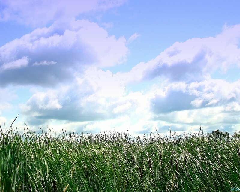Tall Green Grass Field