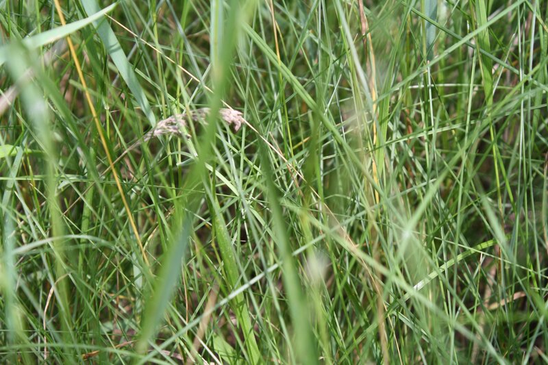 tall green grass in a field