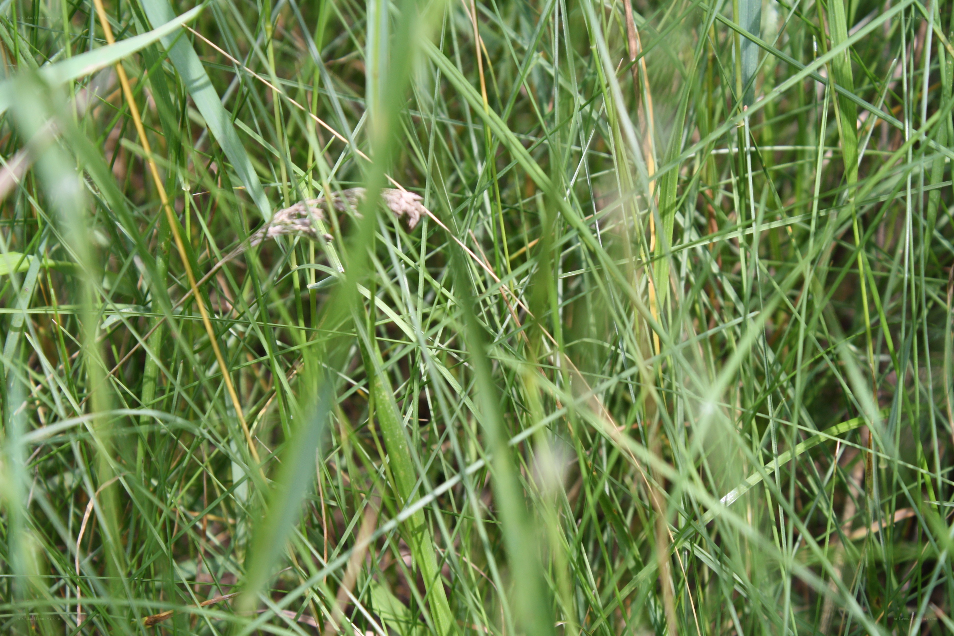 tall green grass in a field