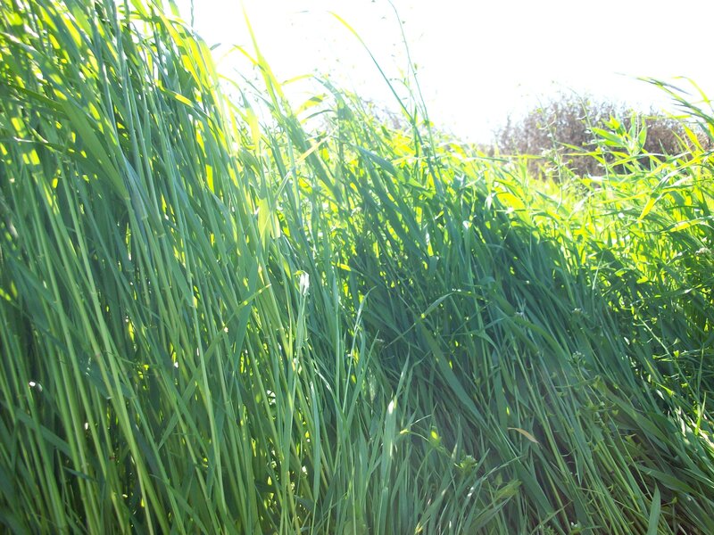 tall green grass in sunlight