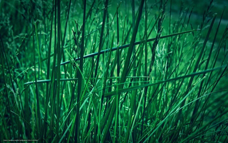 Tall Green Grass — Natural, Photograph, Stalks