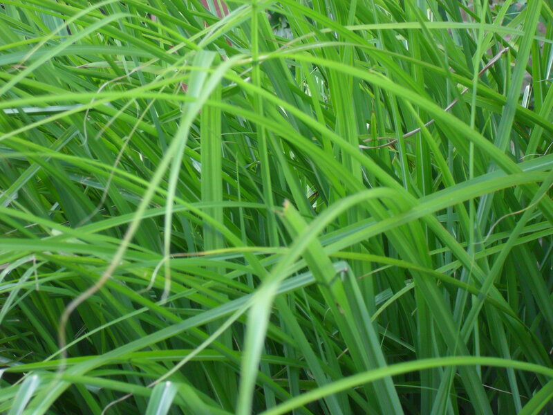 Tall Green Grass — Natural, Photograph