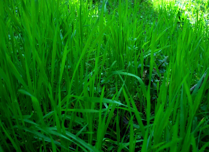 Tall Green Grass — Natural