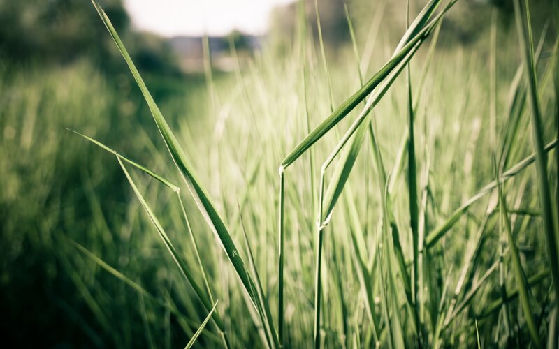 Tall Green Grass — Serene, Afternoon, Photograph