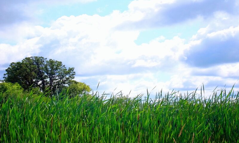 Tall Green Grass — Serene, Afternoon, Photograph, Trees, Clouds
