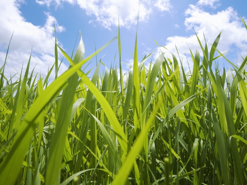Tall Green Grass — Serene, Afternoon