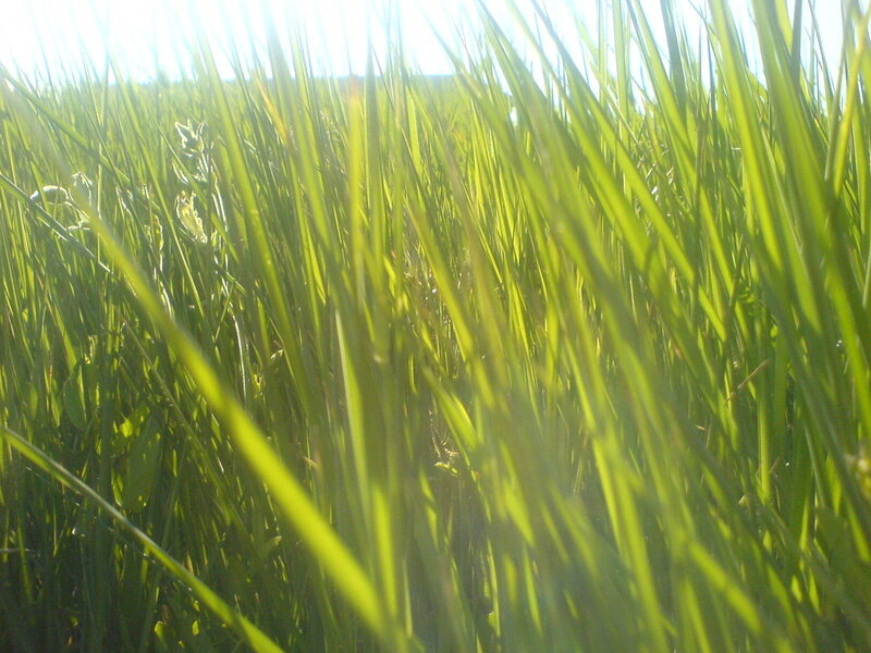 Tall Green Grass — Serene