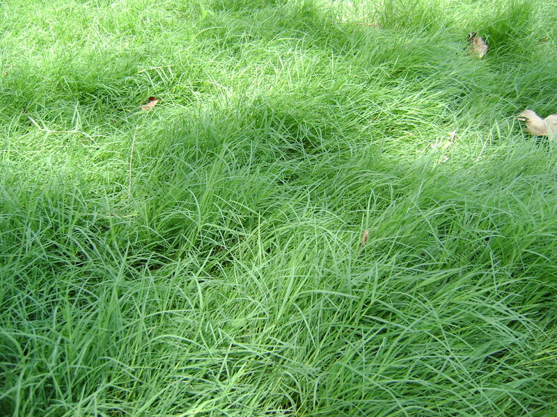 Tall Green Grass