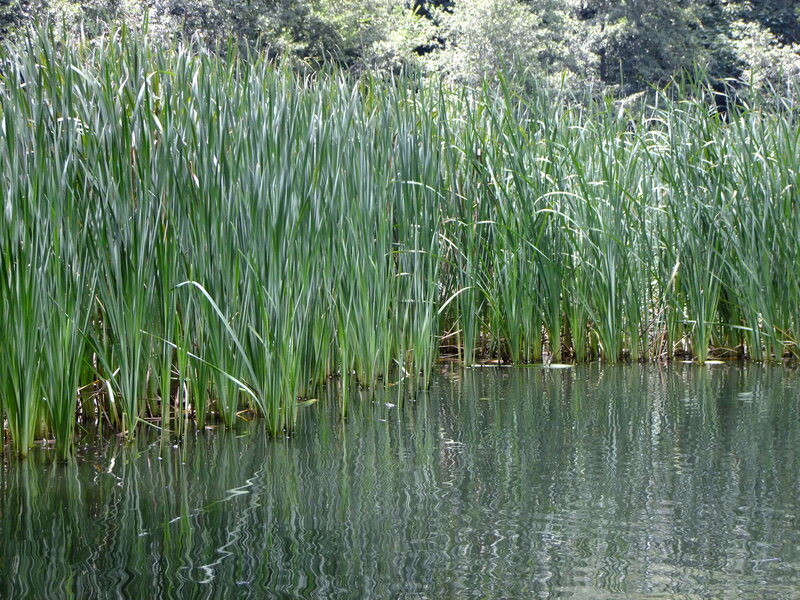 Tall Green Reeds