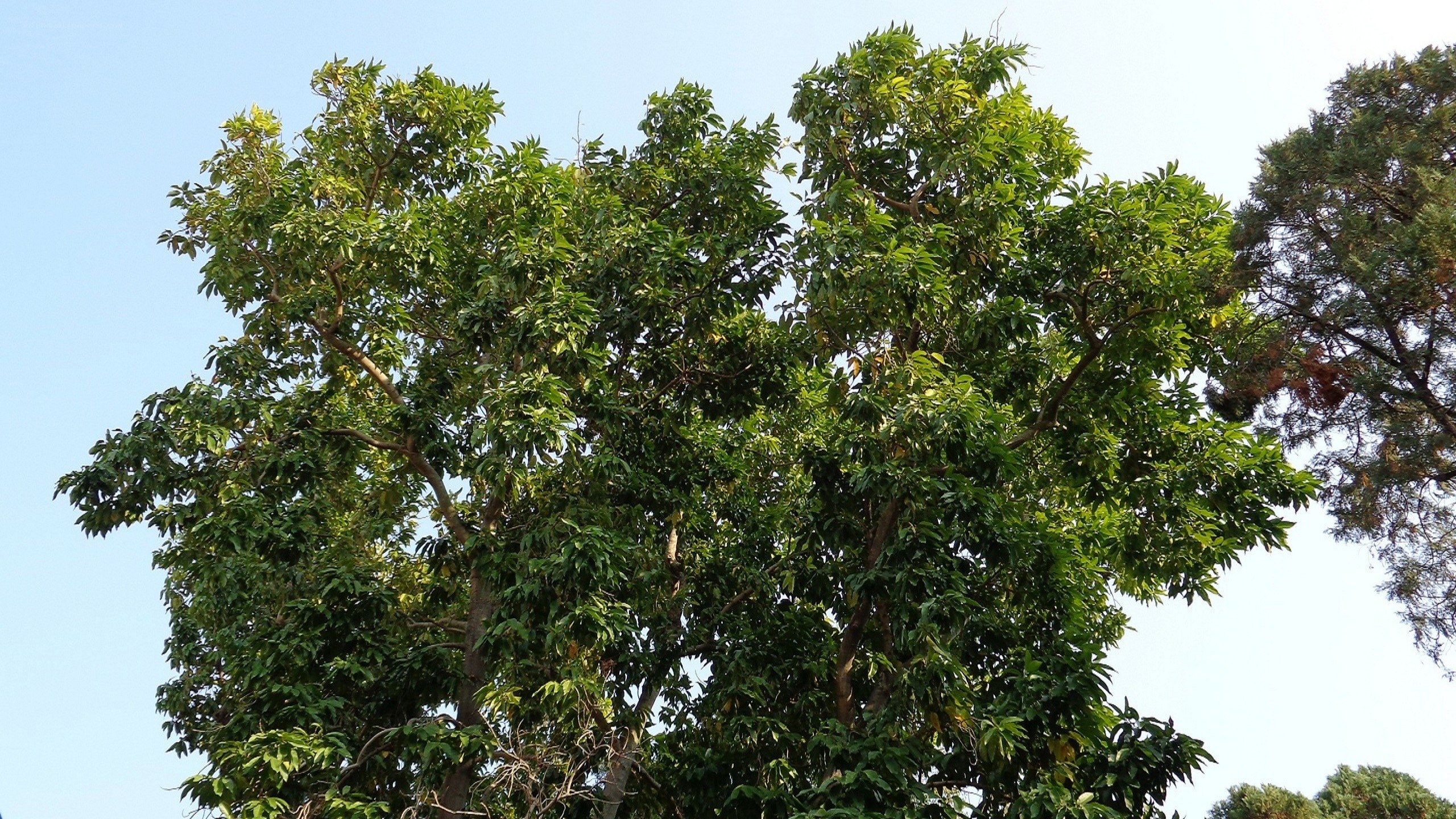 tall green tree against blue sky