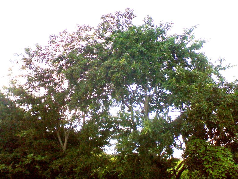 Tall Green Tree — Calm