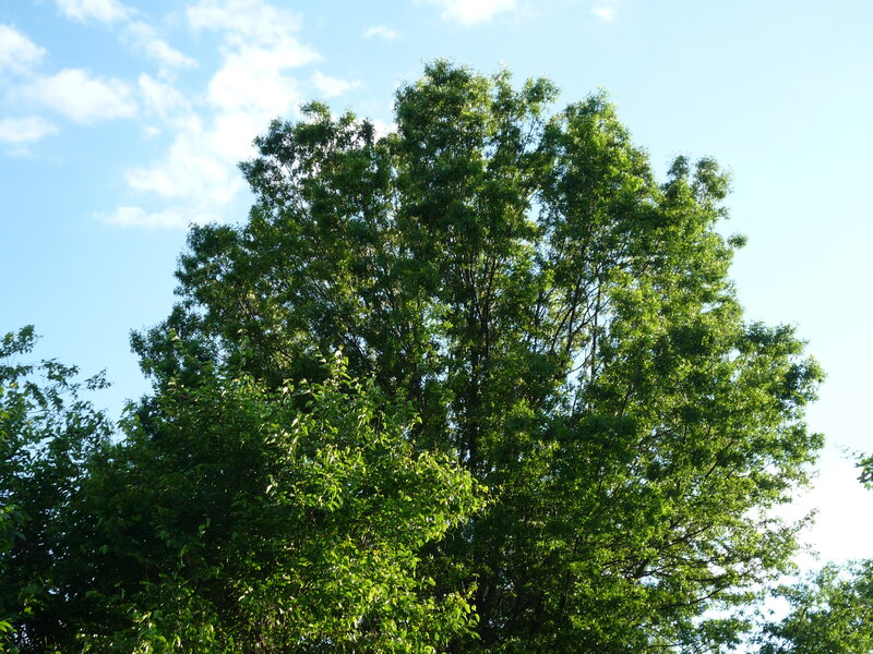 Tall Green Tree — Serene, Afternoon