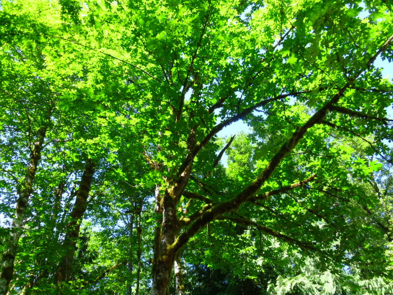 Tall Green Tree — Serene
