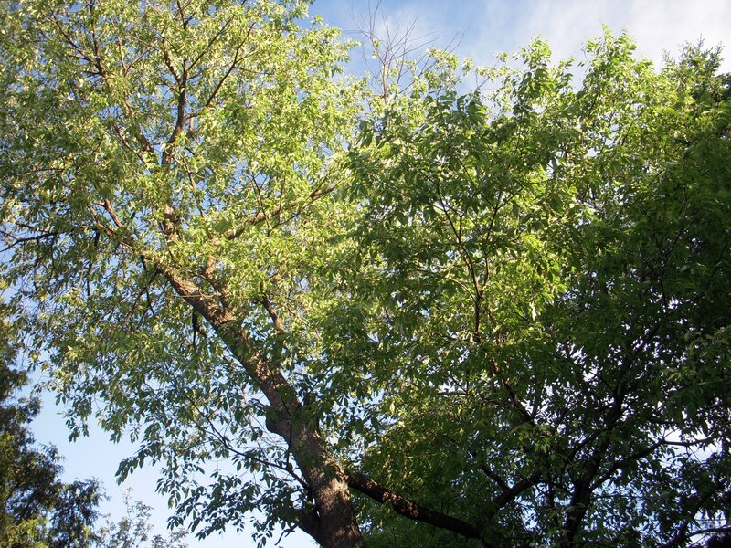 Tall Green Tree
