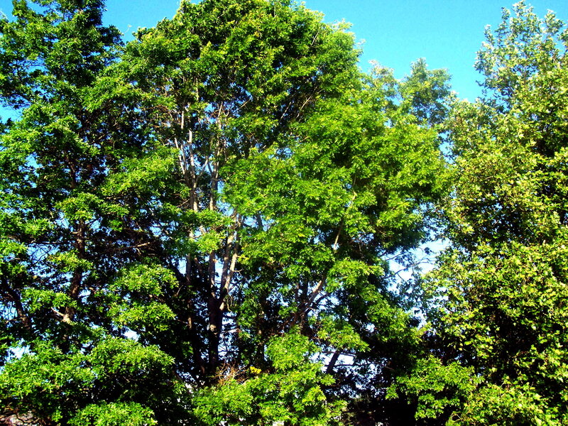 tall green trees against blue sky