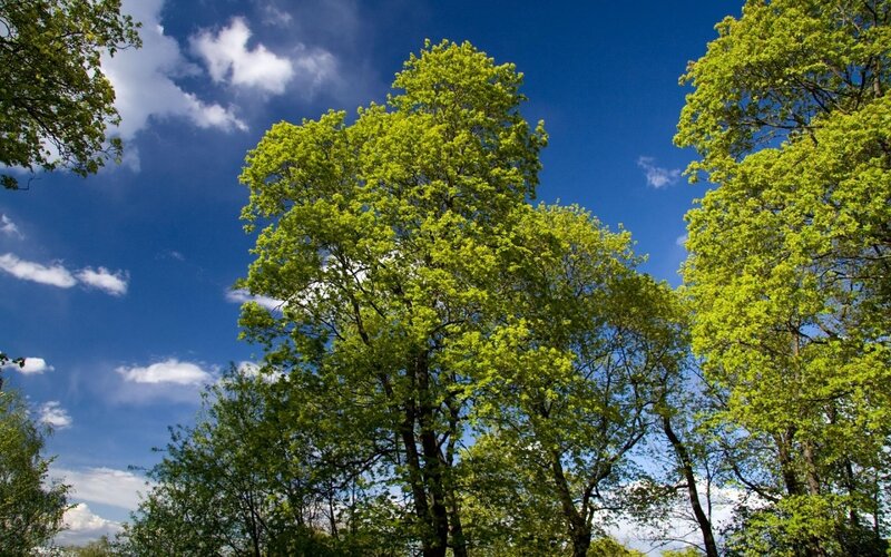 Tall Green Trees — Blue