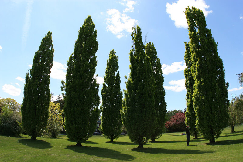 Tall Green Trees in Park