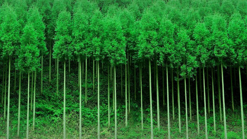 Tall Green Trees — Serene