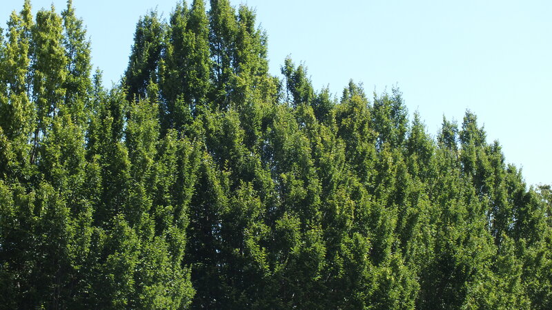 Tall Green Trees