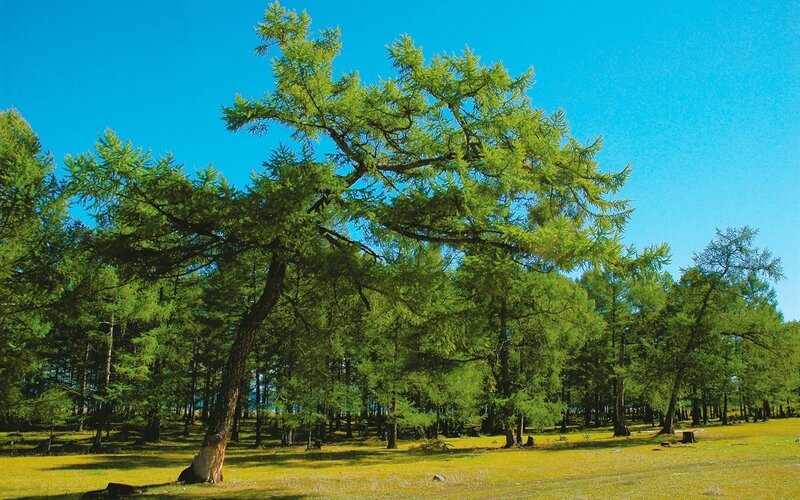 Tall Larch Tree