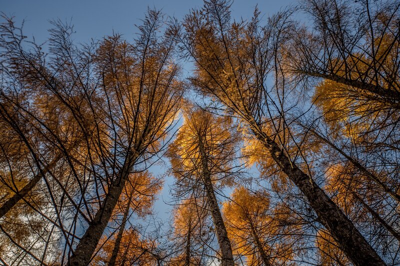 Tall Larch Trees — Blue