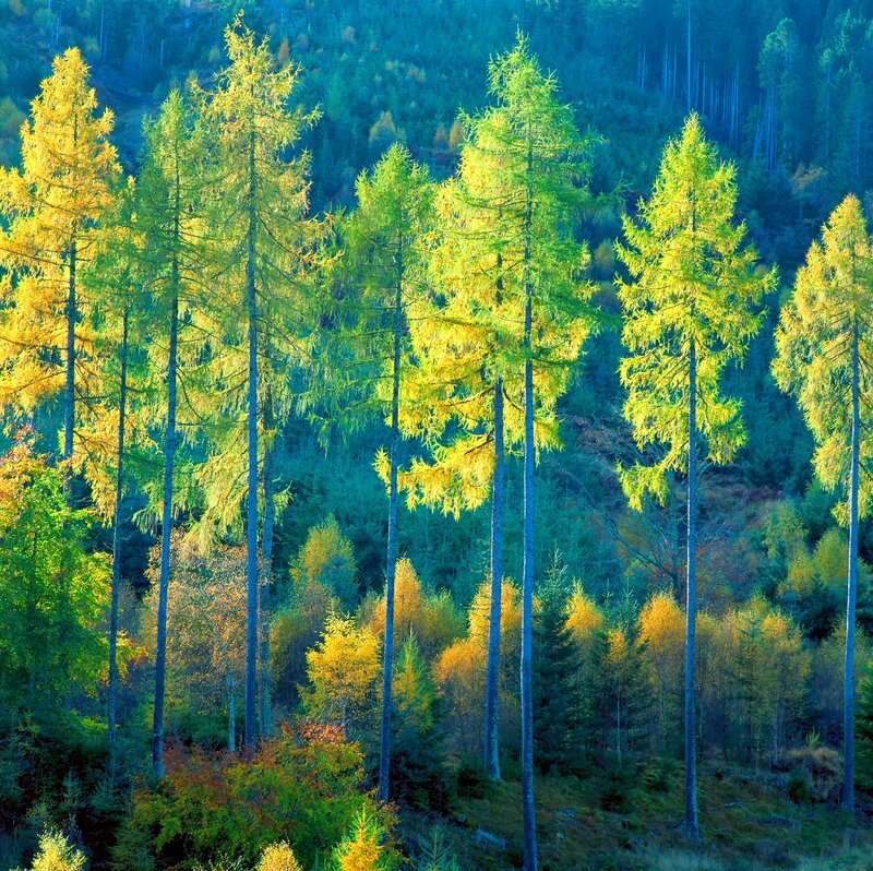 Tall Larch Trees