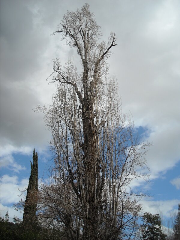 tall leafless tree against sky