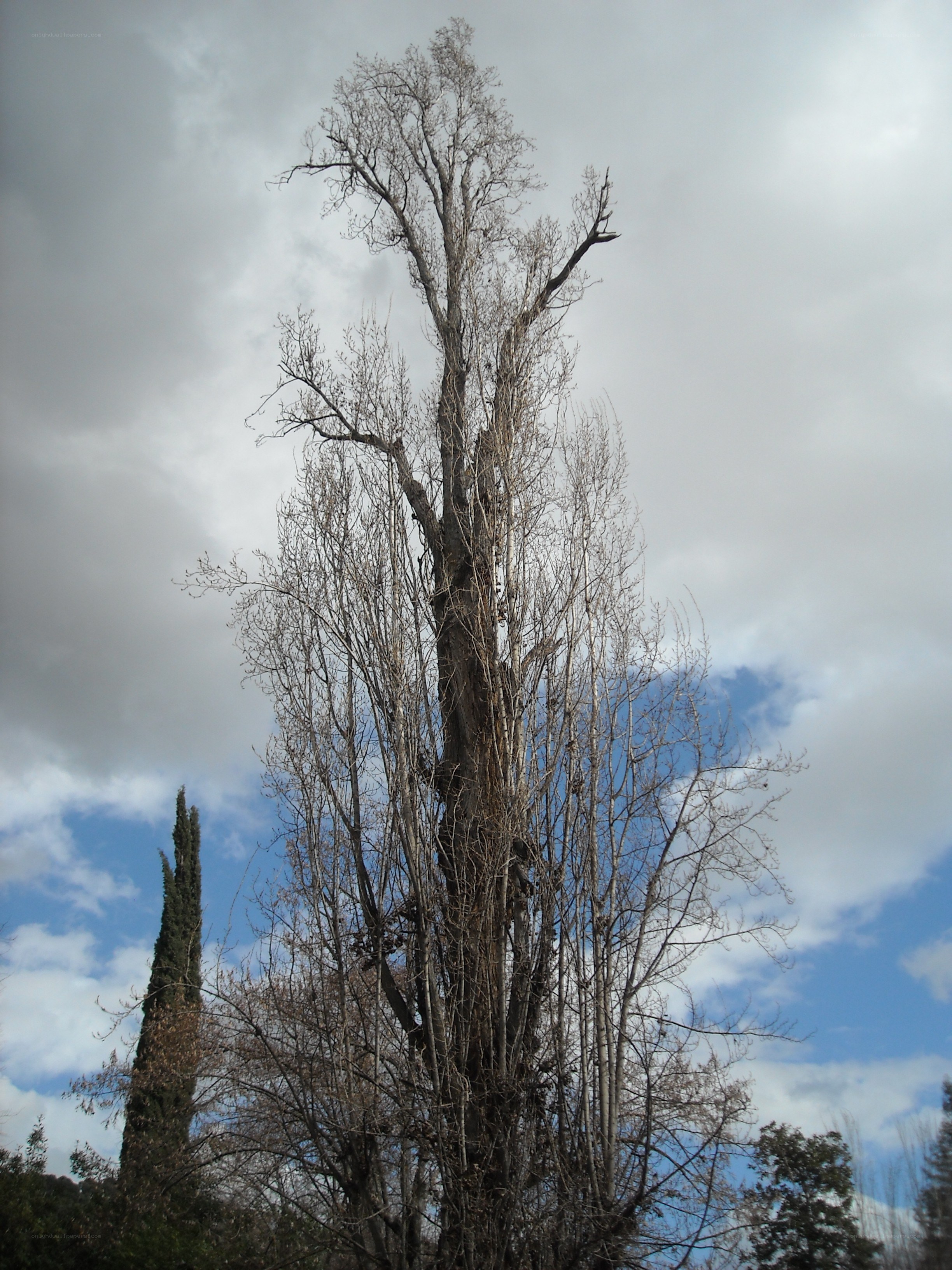 tall leafless tree against sky