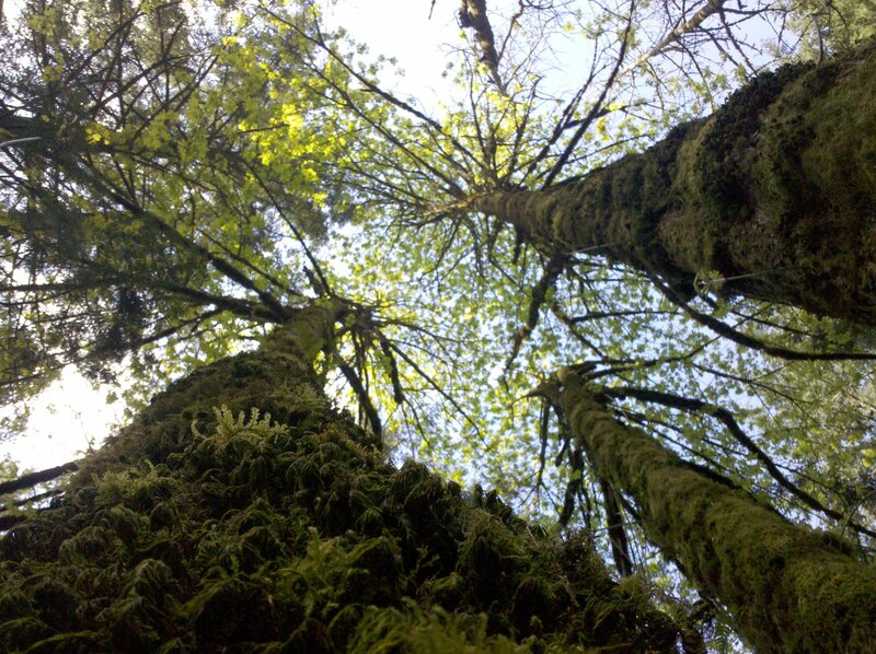 Tall Moss-covered Trees