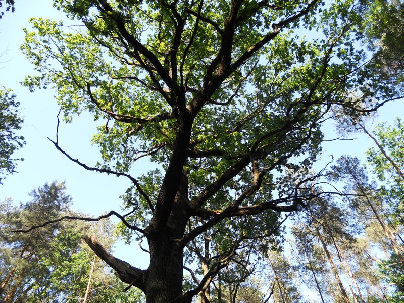 Tall Oak Tree — Green