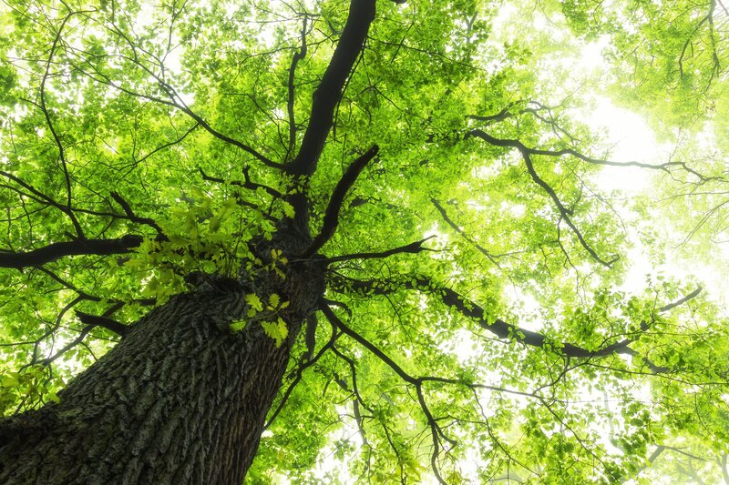 Tall Oak Tree
