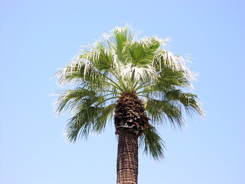 tall palm tree against blue sky